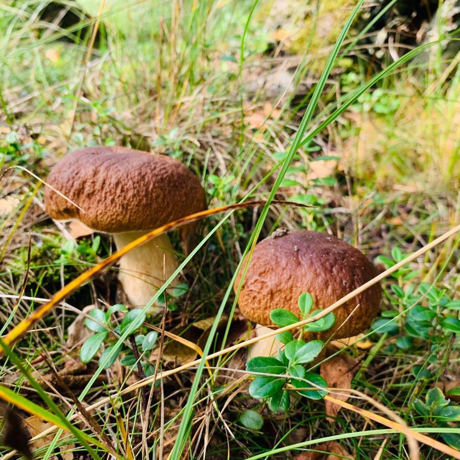 Pokoje Goscinne Ewela Leba Exteriér fotografie
